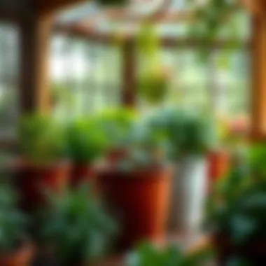 Magnificent Growing Vegetables in Small Pots: A Comprehensive Guide Magnificent Growing Vegetables in Small Pots: A Comprehensive Guide