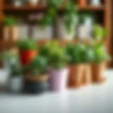 Selection of diverse indoor herb containers.