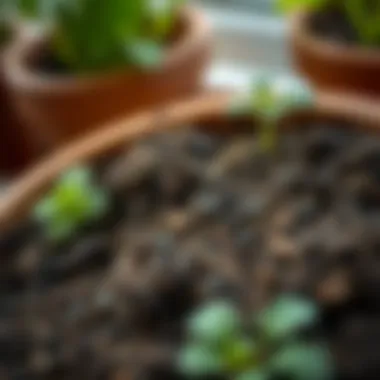 Close-up of nutrient-rich potting soil.