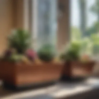 An aesthetic display of succulents on a windowsill