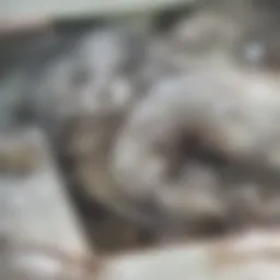 Close-up of hair clogging a bathtub drain
