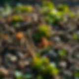 Fresh Compost Materials for Rapid Composting Fresh compost materials ready for rapid composting