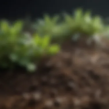 Close-up of healthy soil rich in nutrients for herb cultivation