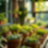 Growing Vegetables in Small Pots: A Comprehensive Guide Introduction