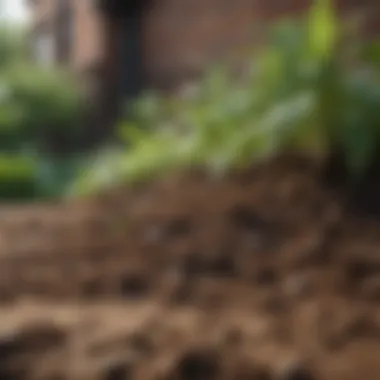Soil Health: Foundation of Urban Gardening Close-up of healthy soil rich in nutrients for urban gardening