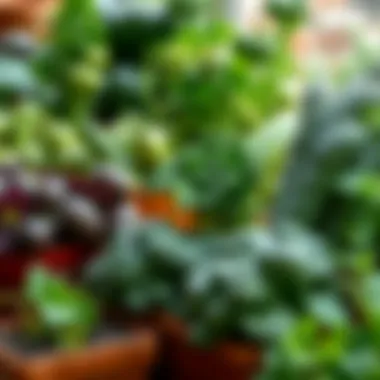 Diverse Selection of Pot-Friendly Vegetable Varieties Diverse selection of pot-friendly vegetable varieties